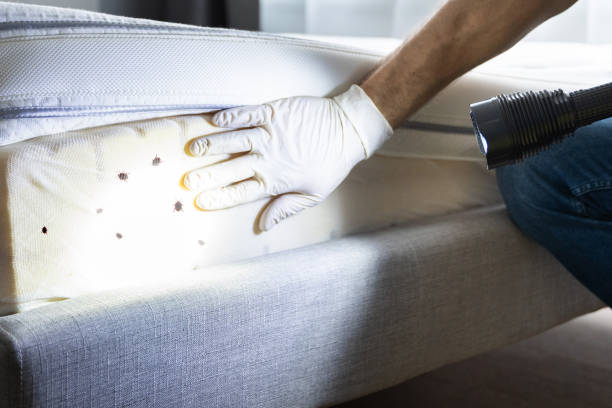 Best Wasp Removal Services  in New Britain, CT