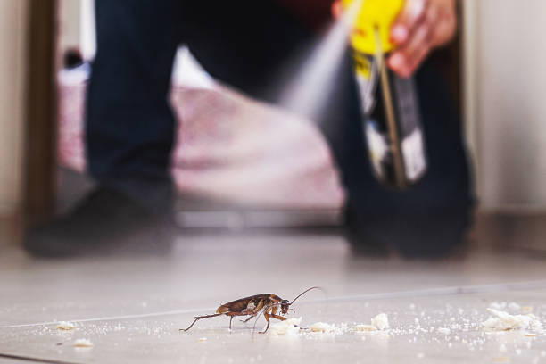 Reliable New Britain, CT Pest Control Solutions